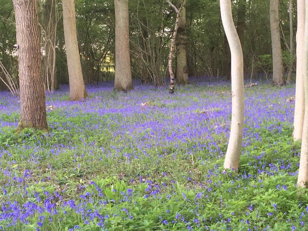 Bluebell woodland behind Keepers Cabin