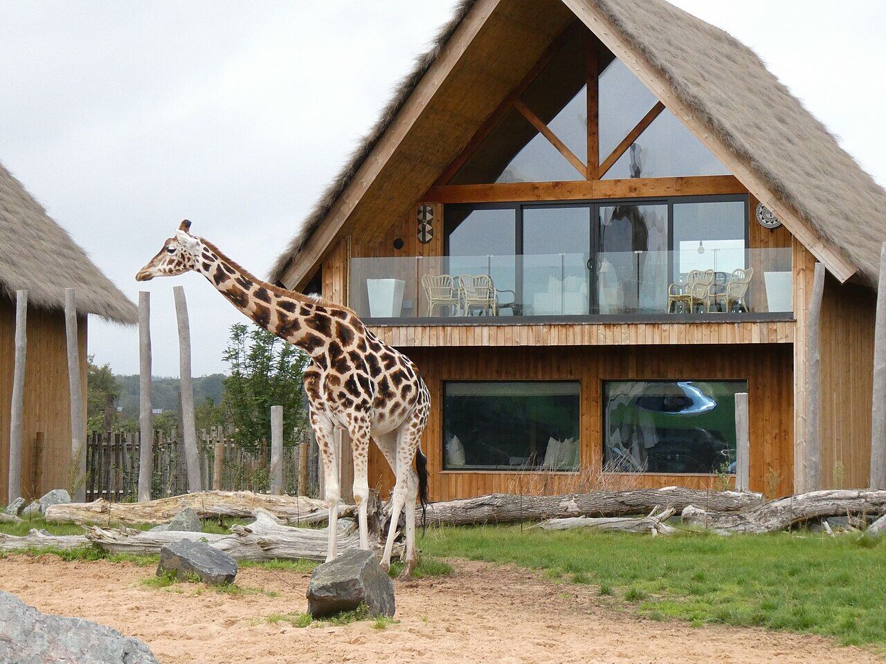 A giraffe at West Midland Safari Park